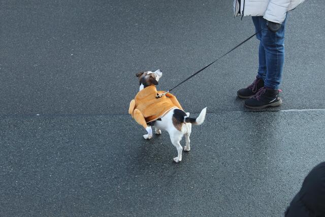 Auch die Vierbeiner gaben ihr Bestes, sich zu verkleiden | Foto: pm