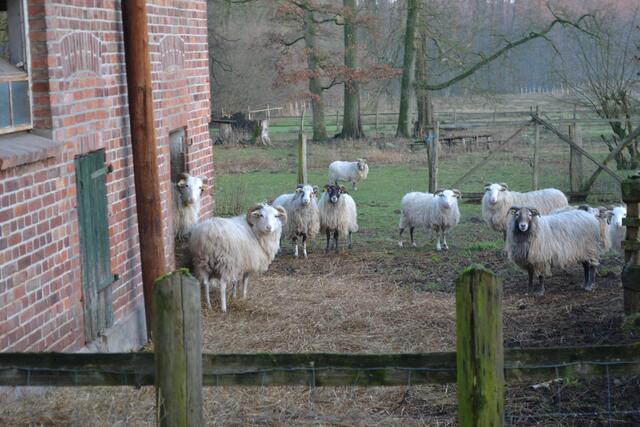 So schnuckelig sind die tierischen Bewohner des Hofs Kröger | Foto: bim