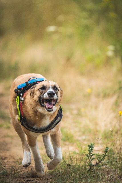 Rettungshund Rocky ist schneller als der Mensch und daher - auch beim Training zunächst ohne Leine allein im Wald unterwegs. Wenn er einen Menschen findet, sagt er seinem Hundeführer bescheid.  | Foto: René Lange