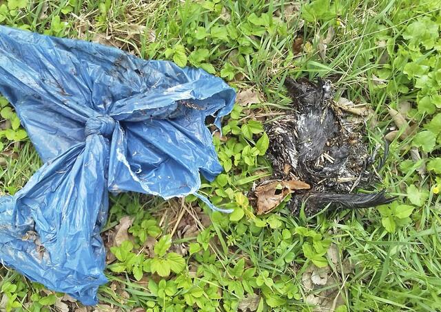 Die illegale Entsorgung von Hühnerkadavern in einem Müllsack erinnert an einen Fall, der sich vor ein paar Jahren in Nordkehdingen ereignet hat. Damals entstand dieses Foto | Foto: Archiv