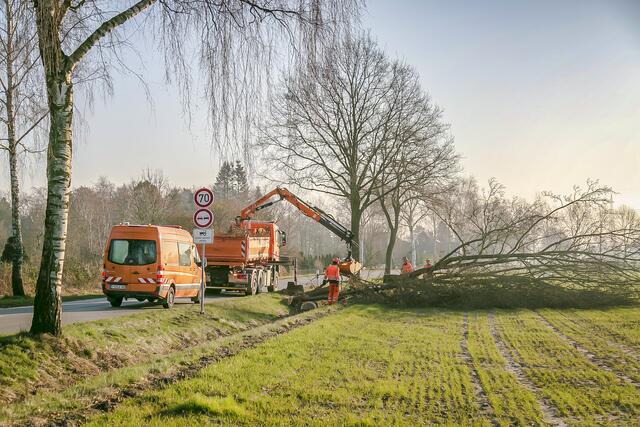 Ausschließlich die Kreisstraßenmeisterei oder von ihr beauftragte Firmen dürfen Bäume entlang der Kreisstraßen beschneiden oder fällen. | Foto: Landkreis Stade / Christian C. Schmidt