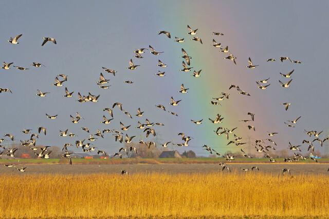 Nonnengänse vor einem Regenbogen in Nordkehdingen | Foto: Gerd-Michael Heinze