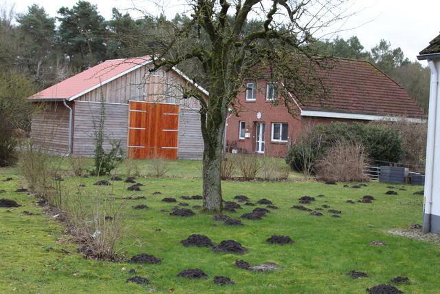 In diesem Vordergarten fühlt sich der Maulwurf anscheinend besonders wohl | Foto: sb