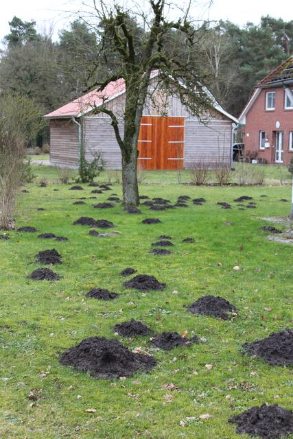 In diesem Vordergarten fühlt sich der Maulwurf anscheinend besonders wohl | Foto: sb