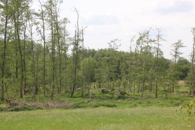 Forstwirtschaftlicher Totalausfall: Dieser Erlenbruchwald an der Toppenstedter Aue ist wegen Wassermangels so gut wie abgestorben | Foto: IGN