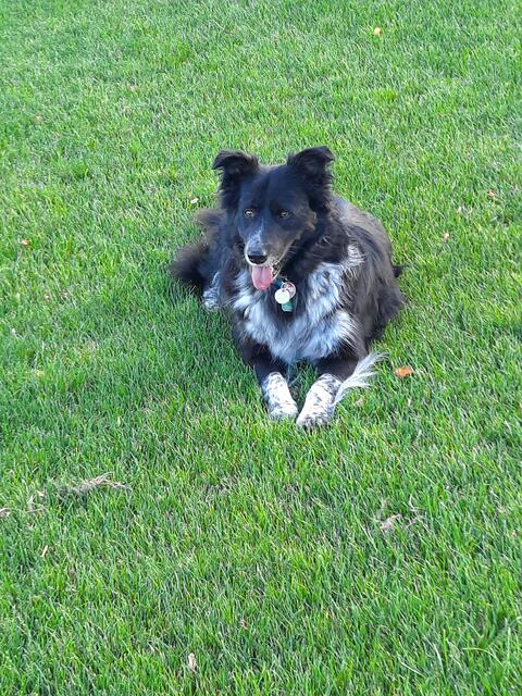 Border-Collie Mix "Almo" im Jahr 2020 als einen Problemhund aus dem Tierschutz gekommen. Heute ist er ein wunderbarer Familienhund und gilt als der Schwarm der Hundedamen im Ort | Foto: Eckhard Eisenberg