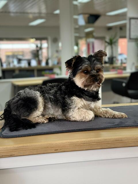 Fredi der Friseursalon Hund. Am liebsten sitzt er auf dem Kassentresen, von dort aus hat er den besten Überblick und kann den Menschen direkt ins Auge blicken | Foto: Nicole Kann