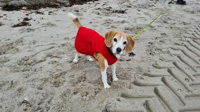 Lady, eine 14,5 Jahre alte Beagle-Hündin. Ihr Motto: Am Strand ist es am schönsten! | Foto: Thorsten Keirath