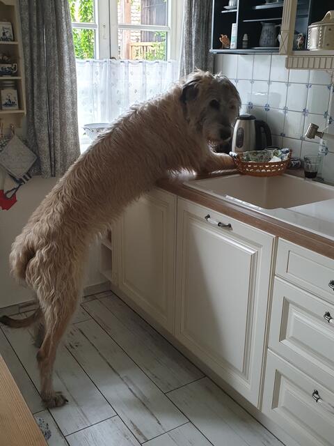Goya, Irish Wolfshound, 7 Jahre alt. Beim Brötchen klauen erwischt | Foto: Angela Knuth