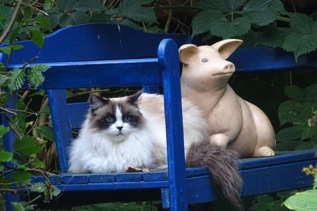 Lieblingsplatz von Coco ist unter den Brombeeren, zusammen mit dem Keramikschwein | Foto: Barbara Marquardt