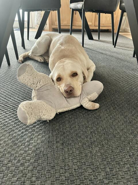 Tillmann ist ein typischer Labrador. Morgens zeigt er seiner Familie sein „Bärchi“ und dann legt er sich mit ihm unter den Esstisch, weil er weiß, es gibt für die Menschen Frühstück - könnte ja was runterfallen | Foto: Lena Gehrkens