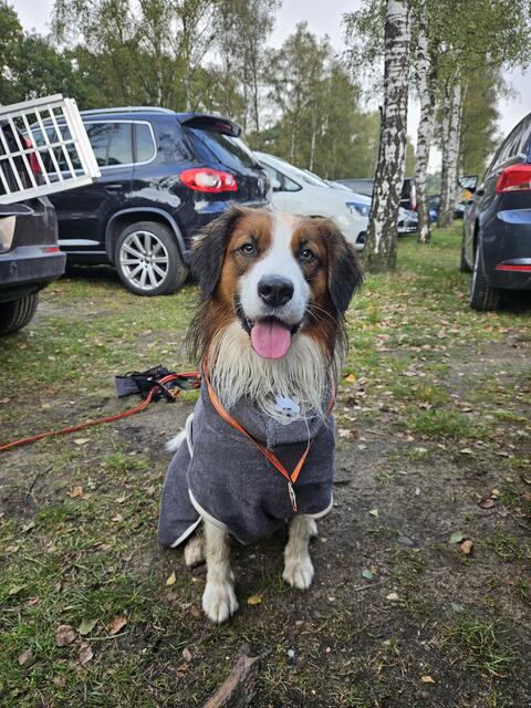Bobby, 5 Jahre. Sein Hobby ist Canicross. Egal ob bei Strong dog ist oder Camp canis zusammen flitzen Kathrin Lühmann und Bobby durch die Hindernisse | Foto: Kathrin Lühmann