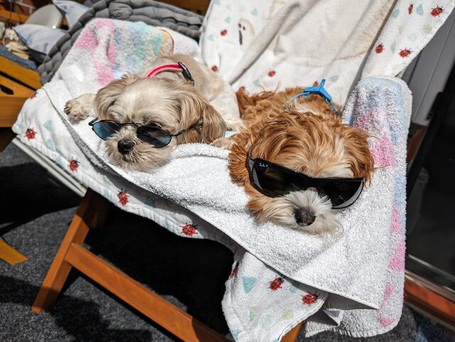 Lela ist ein Shi Tzu - Havaneser aus Stelle, Foxy die rote Hündin, ist eine Havaneserin aus Neumünster. Was die zwei so besonders macht, ist ihre Coolness | Foto: Gabriele Stein