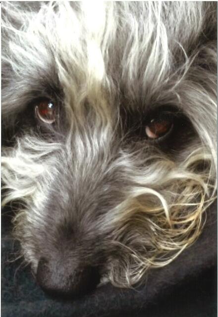 In Erinnerung an Elke Hürichmeyers geliebte Straßenhündin Paula aus Ungarn | Foto: Elke Hürichmeyer