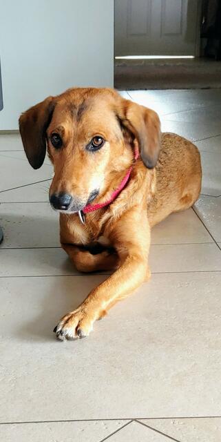 Sofia ist Mitte 2020 aus einem Tierheim in Rumänien zu ihrer neuen Familie gekommen | Foto: Familie Hentrich