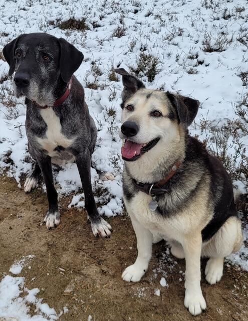 Jeden Sonntag Vormittag gehen Angela und Bernd Schweer mit ihren geliebten "Enkelhunden" Alwine und Jack auf große Gassitour | Foto: Schweer