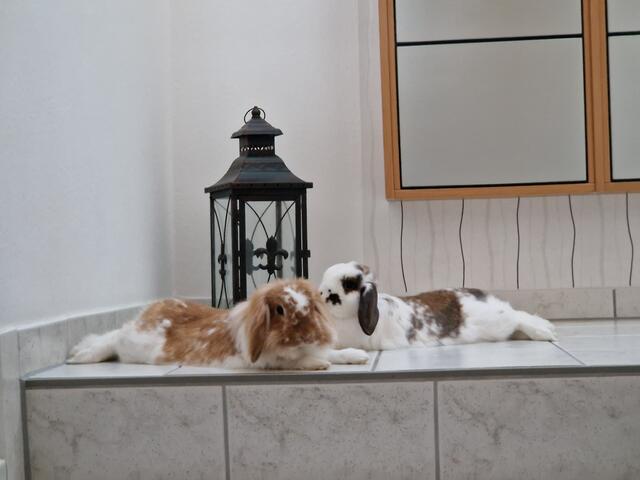 Zwergkaninchen Han (re.) und Luke. Melanie Wienbergs Sohn hat sie nach den Star Wars Figuren benannt | Foto: Melanie Wienberg 