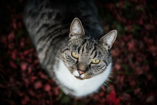Carlo hat Fotografin Sabrina Bodenburg lange als Model bei ihrer Arbeit geholfen bevor sie ihn kurz vor Weihnachten gehen lassen musste. Er zeigte ihr das Zeit kostbar ist | Foto: Sabrina Bodenburg