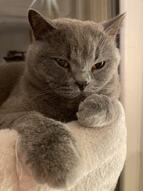 Kater Charlie verlor bei einem Unfall den Großteil seines Schwanzes. Nun hat seine Familie einen grauen und sehr kuscheligen „Luchs“ mit Stummelschwanz zu Hause | Foto: Marion Hofmeister