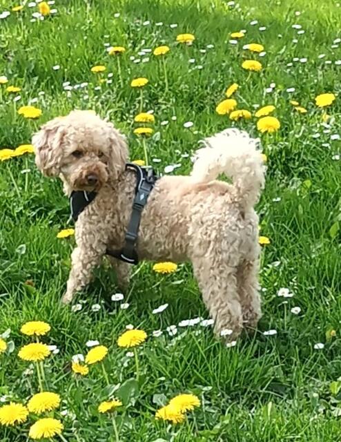 Lola liebt es, mit Frauchen und Herrchen zu essen. Hat Frauchen gekocht, schaut sie gespannt zu | Foto: Astrid Benedix