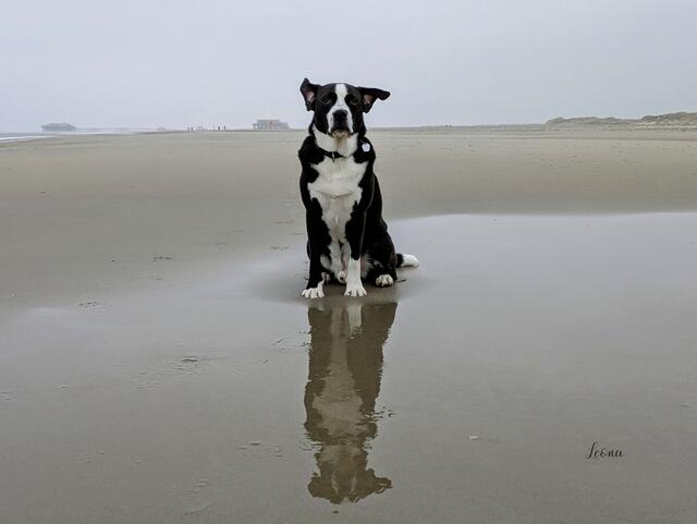 Monty in St. Peter Ording. Er ist das Wertvollste, was Leona Gaida hat | Foto: Leona Gaida
