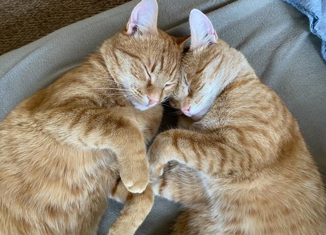 Die beiden Kater Odin und Ouzo. Sie sind fast 3 Jahre alt und total verspielt - manchmal müssen sie auch noch zusammen schlummern | Foto: Eleni Weiß