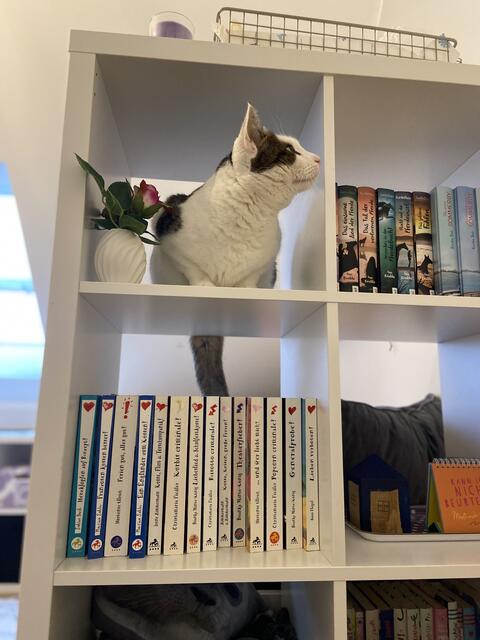 Familienkater Simba ist sehr neugierig und erkundet gerne neue Orte, wie z.B das Bücherregal von Lilli Sack | Foto: Lilli Sack