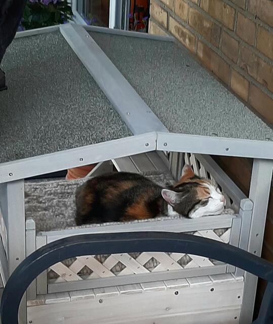 Glückskatze Lucy ist schon fast 18 Jahre alt. Auf der 
Dachterrasse ihrer Gartenvilla badet sie gern in der Sonne | Foto: Elisabeth Müller