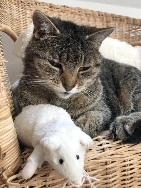 Lucy ihre Plüsch-Maus sind die besten Kumpels | Foto: Bianca Putensen