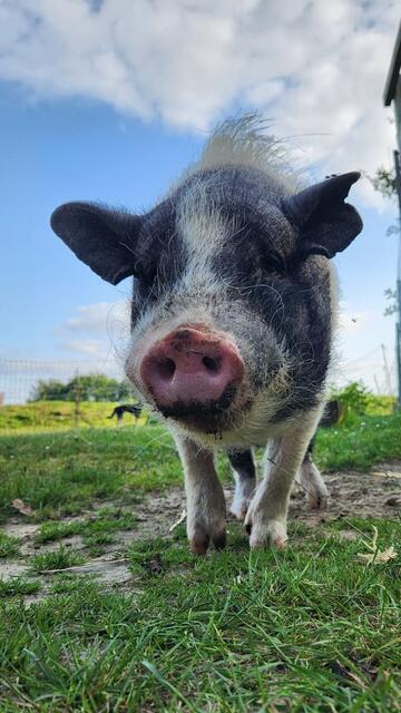 Frederik ist ein 9 Jahre altes Schweinchen und ein wahrer Sonnenanbeter | Foto: Saskia Wilcke