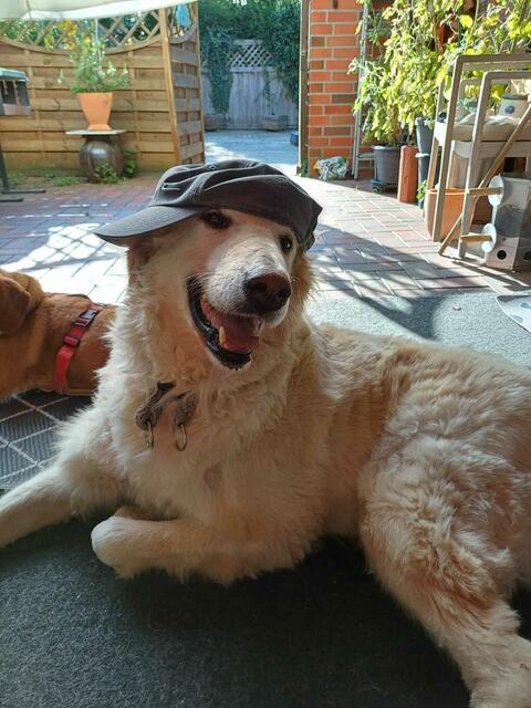 Robby, ein 6 Jahre alter Maremmano, mit nur drei Beinen. Ein Hinterbein hat er in einer Schnappfalle eingebüßt, als er auf Sardinien lebte | Foto: Regina Kratochwil
