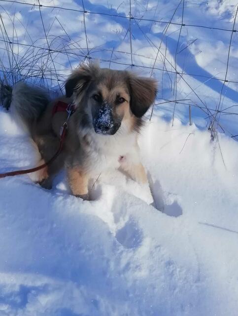 Nikita, Mischlings-Hündin aus Rumänien. Sie wurde in einem Stoffsack auf einem Feld gefunden. Zur Familie Kubigk sie im Jahr 2020 | Foto: Familie Kubigk 