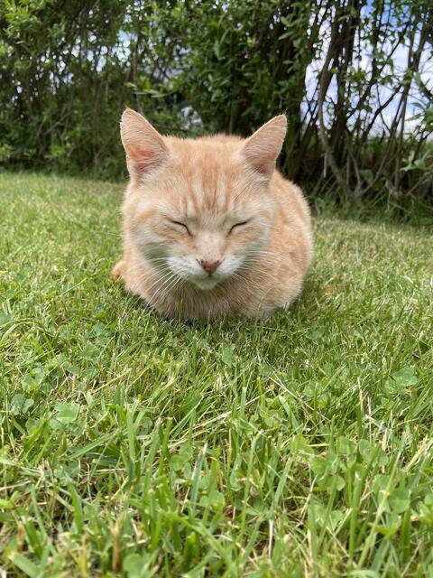 Klein Ole war das wohl beste Familienmitglied, das Janne Fieritz sich hätten wünschen können. Er hat jeglichen Quatsch mitgemacht und war an schwierigen Tagen immer für die Familie da. Umso schwerer fiel der Abschied von ihm | Foto: Janne Fieritz