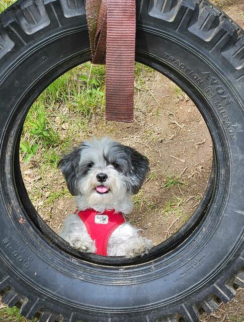 Ninja, wie sie bei einem schönen Sommerspaziergang im Landschaftsschutzgebiet in Harmstorf durch einen Reifen schaut, der als Schaukel an einem Baum befestigt wurde | Foto: Lena Lempelius 