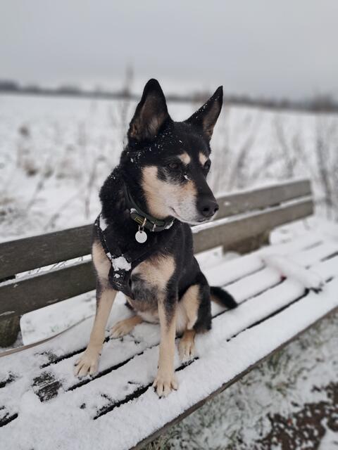 Das ist Frieda, eine Husky-Labrador-Schäferhund-Mischung. 
Sie hat viel Bewegung in den Alltag ihrer Familie gebracht | Foto: Steffi Kossin 