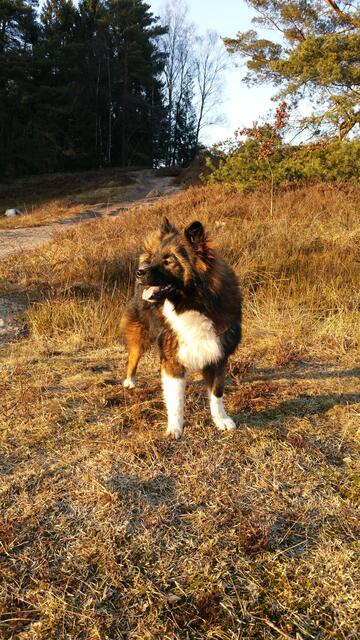 Elo Hündin "Hika" ist ein absoluter Sonnenschein und immer gut gelauntes Familiemitglied | Foto: Matthias Knorr 