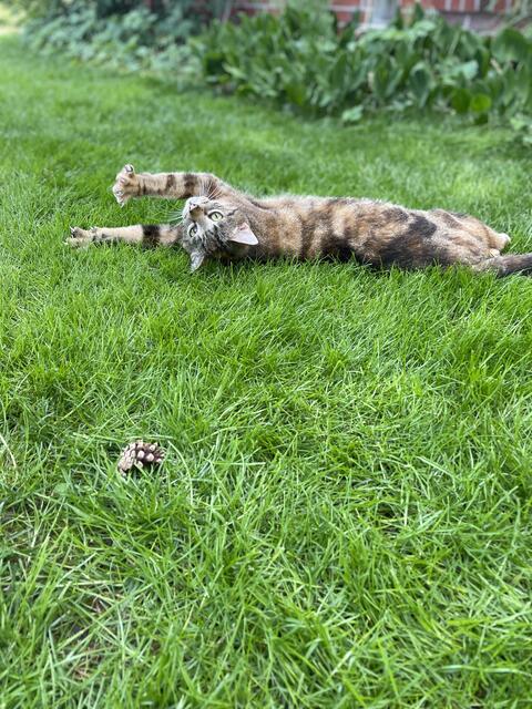 Gretas Katze Hedwig, genannt Hedy. Sie wurde von der Hand aufgezogen und ist deshalb sehr anhänglich | Foto: Angela Illenberger