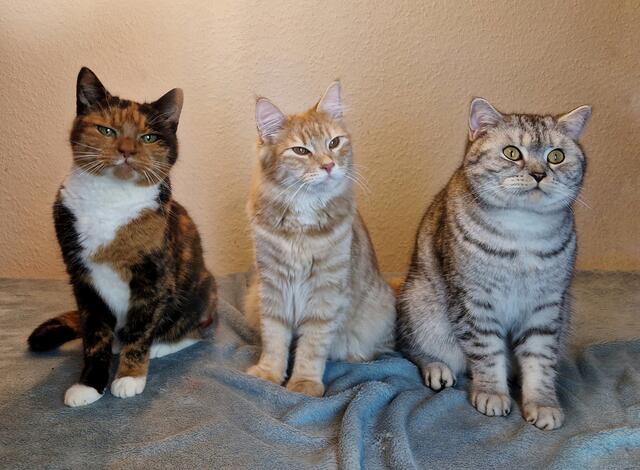 Flora, die drei farbige Glückskatze, Elliot, der orangene Knallkopp und Loki, das graue Fellknäul | Foto: Jill Böttcher