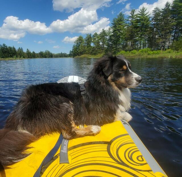 Der Hund der Gasteltern von Alicia Hertwig auf dem Stand-Up auf einem wundervollen See in Kanada | Foto: Alicia Hertwig