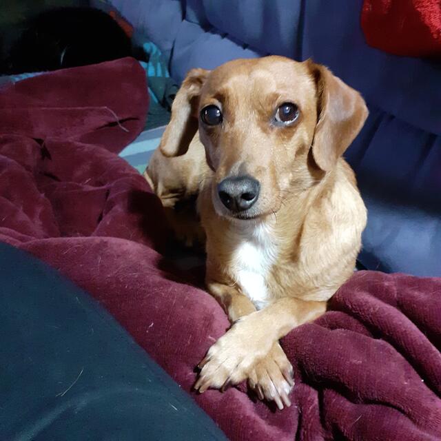 Das ist Püppi, 8 Jahre, sie stammt aus dem Tierschutz aus Ungarn. Sie war sehr ängstlich als Cornelia Reimer sie bekam. Inzwischen ist sie ein fröhlicher, sehr agiler Hund | Foto: Cornelia Reimer 