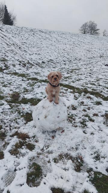 Jojo liebt die Kälte, das Eis und den Schnee | Foto: Kerstin
