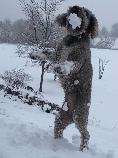 Ball-Junkie Momo ist egal, ob mit einem Tennisball oder einem Schneeball gespielt wird | Foto: Viviane Dorn