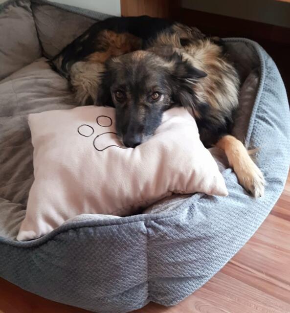 Sanny chillt am liebsten im Wohnzimmer auf ihrem Kissen | Foto: Michael Helms