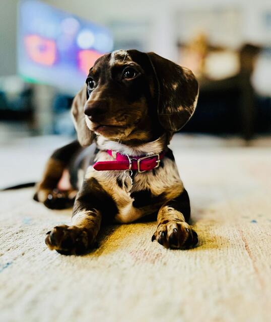 Luna, ein Zwergdackel. Natürlich ist sie der beste Hund der Welt | Foto: Jessica Wiking