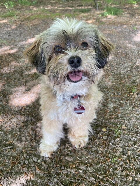 Mit Lotti hat sich Sandra Hofrichter einen ganz großen Kindheitstraum erfüllt. Die Hundedame hat ein offenes, herzliches Wesen und mit ihren liebenswerten Eigenarten  wickelt sie uns alle um ihre Pfot | Foto: Sandra Hofrichter