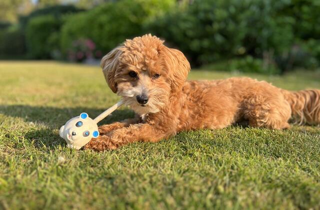 Der kleine Herzensbrecher Milo kam im April 2023 durch Zufall im Alter von nur 6 Monaten in die Wesolowski-Familie nach Emmelndorf – inzwischen ist er so richtig groß geworden | Foto: Wolfgang Wesolowski