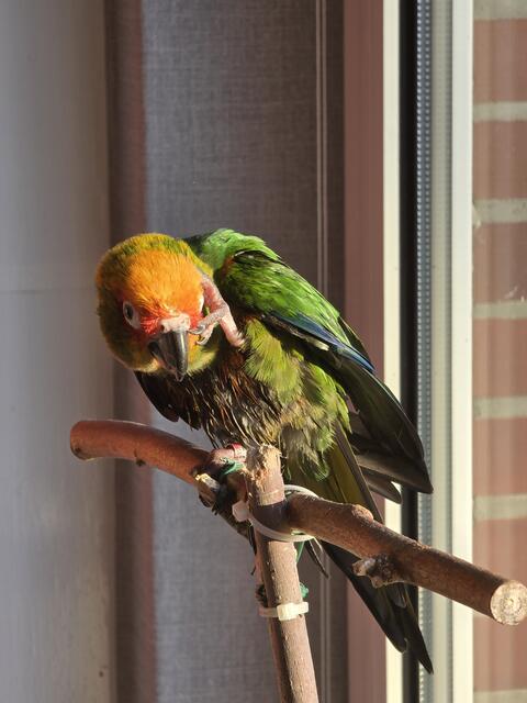Goldkappensittich Coki. Er ist bereits 29 Jahre alt und trotz des hohen Alters immer noch stimmgewaltig unterwegs | Foto: Holger Rose