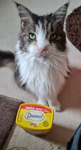 Maine-Coon-Mix Spezi. Er ist 12 Jahre alt und wirklich ein "Spezi". Er bettelt still für seine Leckerlies, sitzt einfach vor seiner Dose | Foto: Christina Groth