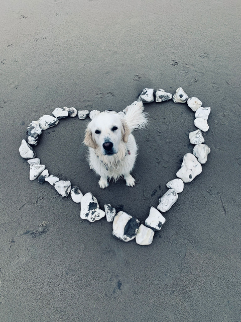 Smilla guckt jedem VW Bus hinterher, weil sie es liebt mit ihrem Frauchen an den Strand zu fahren und zu campen | Foto: Ina Borchert 