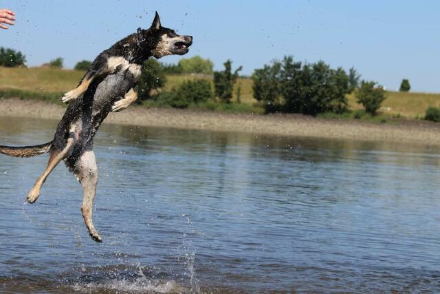 Theo ist verrückt auf Wasser und Stöckchen | Foto: Sylvia Lohmann
